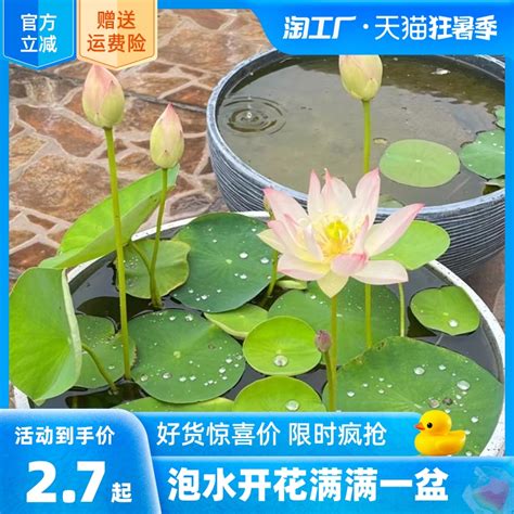 莲花图片风水|家中养莲花风水有讲究，你知道吗？ (图)